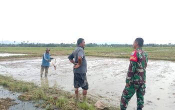Wujud Kemanunggalan, Babinsa Komsos Bareng Petani di Wilayah Binaan