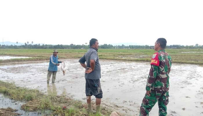 Wujud Kemanunggalan, Babinsa Komsos Bareng Petani di Wilayah Binaan