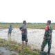 Wujud Kemanunggalan, Babinsa Komsos Bareng Petani di Wilayah Binaan