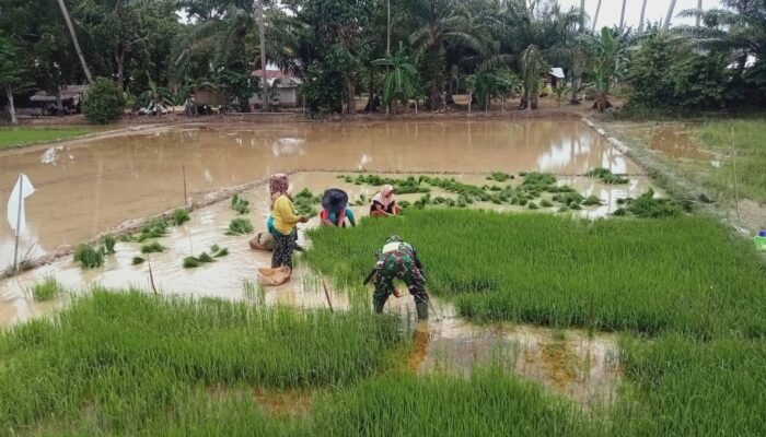 Babinsa Bersama Petani Cabut Benih Padi Siap Tanam