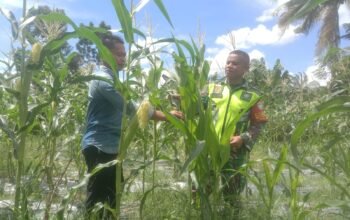 Perkuat Ketahanan Pangan Nasional, Babinsa Intensif Dampingi Budidaya Jagung
