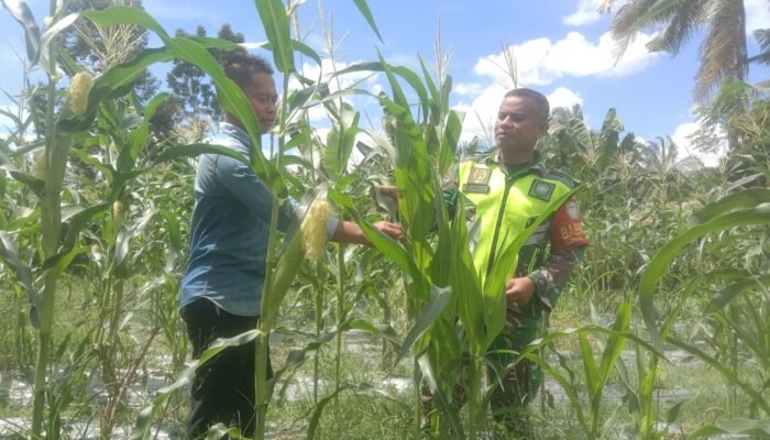 Perkuat Ketahanan Pangan Nasional, Babinsa Intensif Dampingi Budidaya Jagung