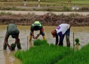 Dekat dengan Rakyat, Babinsa Bantu Petani Cabut Bibit Padi dan Wujudkan Swasembada Pangan
