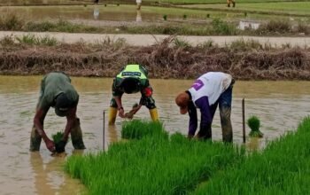 Dekat dengan Rakyat, Babinsa Bantu Petani Cabut Bibit Padi dan Wujudkan Swasembada Pangan