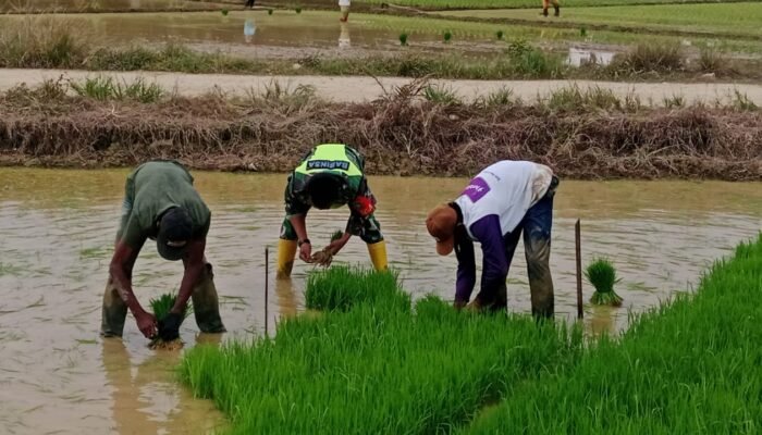 Dekat dengan Rakyat, Babinsa Bantu Petani Cabut Bibit Padi dan Wujudkan Swasembada Pangan