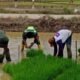 Dekat dengan Rakyat, Babinsa Bantu Petani Cabut Bibit Padi dan Wujudkan Swasembada Pangan