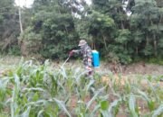 Langkah Nyata Dukung Swasembada Pangan, Personel Kompi Produksi Kodim 0117/Aceh Tamiang Rawat Jagung Produktif