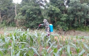Langkah Nyata Dukung Swasembada Pangan, Personel Kompi Produksi Kodim 0117/Aceh Tamiang Rawat Jagung Produktif