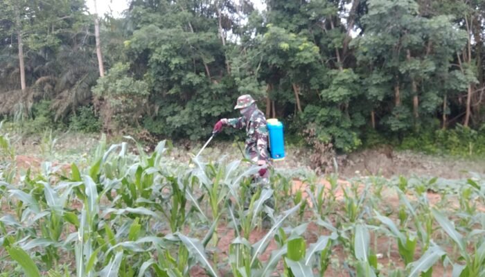Langkah Nyata Dukung Swasembada Pangan, Personel Kompi Produksi Kodim 0117/Aceh Tamiang Rawat Jagung Produktif
