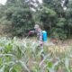 Langkah Nyata Dukung Swasembada Pangan, Personel Kompi Produksi Kodim 0117/Aceh Tamiang Rawat Jagung Produktif