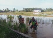 Memasuki Masa Tanam, Babinsa Dampingi Petani Lakukan Pengecekan Lahan Sawah