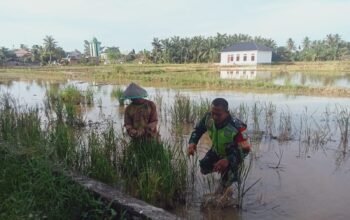 Memasuki Masa Tanam, Babinsa Dampingi Petani Lakukan Pengecekan Lahan Sawah