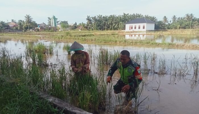 Memasuki Masa Tanam, Babinsa Dampingi Petani Lakukan Pengecekan Lahan Sawah