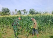 Ngobrol Sambil Cek Jagung: Babinsa Bersama Petani Jaga Ketahanan Pangan Desa