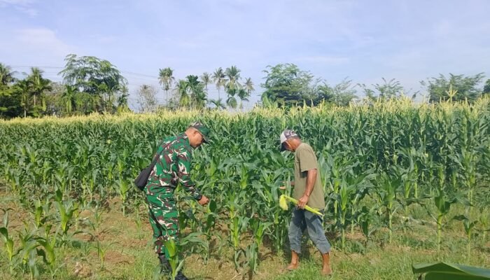 Ngobrol Sambil Cek Jagung: Babinsa Bersama Petani Jaga Ketahanan Pangan Desa
