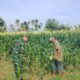 Ngobrol Sambil Cek Jagung: Babinsa Bersama Petani Jaga Ketahanan Pangan Desa