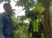 Babinsa Komsos Dan Silaturahmi Ke Petani Pepaya Madu Desa Binaan