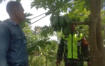 Babinsa Komsos Dan Silaturahmi Ke Petani Pepaya Madu Desa Binaan