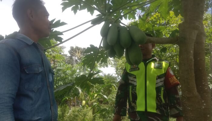 Babinsa Komsos Dan Silaturahmi Ke Petani Pepaya Madu Desa Binaan