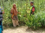 Babinsa Komsos Sambil Cek Tanaman Mentimun, Warga Dimotivasi Lebih Produktif