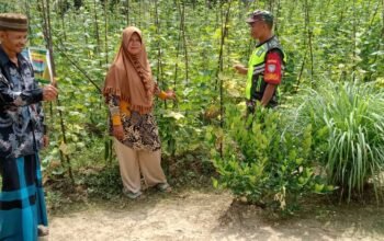 Babinsa Komsos Sambil Cek Tanaman Mentimun, Warga Dimotivasi Lebih Produktif