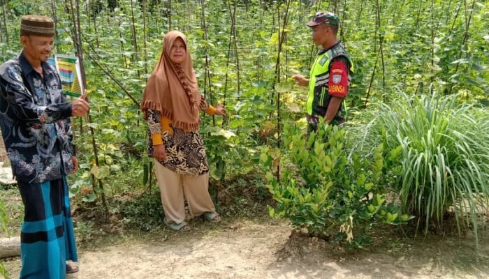 Babinsa Komsos Sambil Cek Tanaman Mentimun, Warga Dimotivasi Lebih Produktif