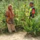 Babinsa Komsos Sambil Cek Tanaman Mentimun, Warga Dimotivasi Lebih Produktif