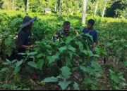 Babinsa Dampingi Petani Dalam Merawat Tanaman Terong Ungu