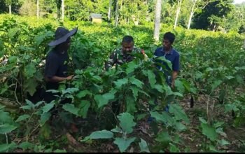 Babinsa Dampingi Petani Dalam Merawat Tanaman Terong Ungu