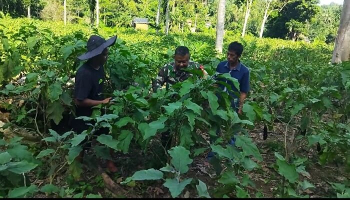 Babinsa Dampingi Petani Dalam Merawat Tanaman Terong Ungu