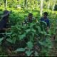 Babinsa Dampingi Petani Dalam Merawat Tanaman Terong Ungu