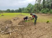 Wujud Kepedulian kepada Petani, Babinsa Kuala Genting Ikut Tanam Padi Gogo