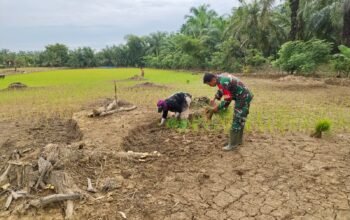 Wujud Kepedulian kepada Petani, Babinsa Kuala Genting Ikut Tanam Padi Gogo