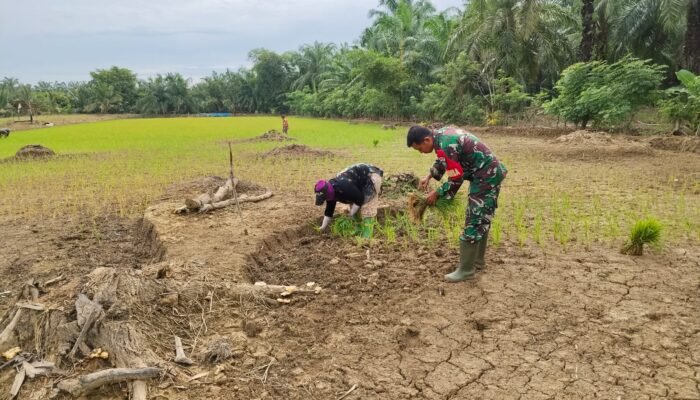 Wujud Kepedulian kepada Petani, Babinsa Kuala Genting Ikut Tanam Padi Gogo