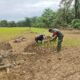 Wujud Kepedulian kepada Petani, Babinsa Kuala Genting Ikut Tanam Padi Gogo