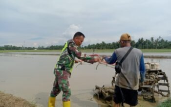 Tangan Tangguh Babinsa di Sawah, Buktikan Mampu Membajak Lahan Seperti Petani