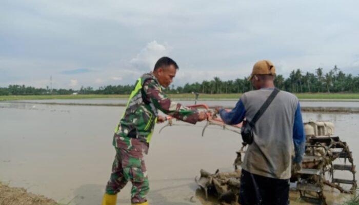 Tangan Tangguh Babinsa di Sawah, Buktikan Mampu Membajak Lahan Seperti Petani