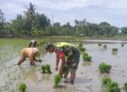 Babinsa dan Petani Bersinergi, Tanam Padi Demi Memperkuat Ketahanan Pangan