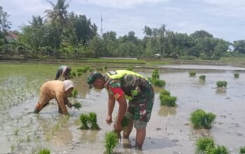 Babinsa dan Petani Bersinergi, Tanam Padi Demi Memperkuat Ketahanan Pangan
