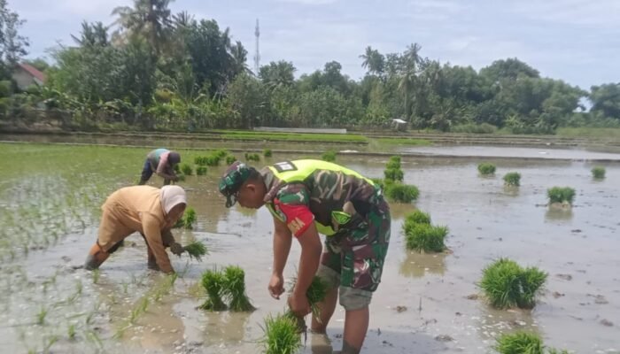 Babinsa dan Petani Bersinergi, Tanam Padi Demi Memperkuat Ketahanan Pangan