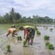 Babinsa dan Petani Bersinergi, Tanam Padi Demi Memperkuat Ketahanan Pangan