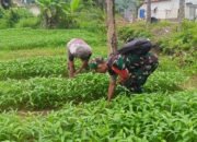 Tak Hanya Jaga Wilayah, Babinsa Juga Bantu Petani Rawat Tanaman Kangkung