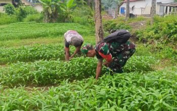 Tak Hanya Jaga Wilayah, Babinsa Juga Bantu Petani Rawat Tanaman Kangkung