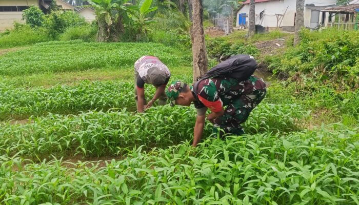 Tak Hanya Jaga Wilayah, Babinsa Juga Bantu Petani Rawat Tanaman Kangkung