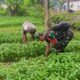 Tak Hanya Jaga Wilayah, Babinsa Juga Bantu Petani Rawat Tanaman Kangkung