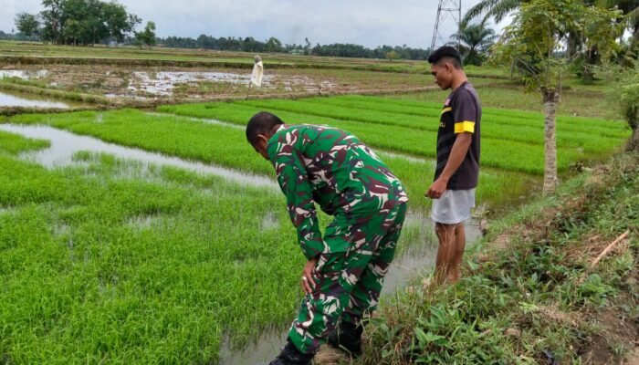 Jelang Musim Tanam, Babinsa Cek Kesiapan Benih Padi Petani