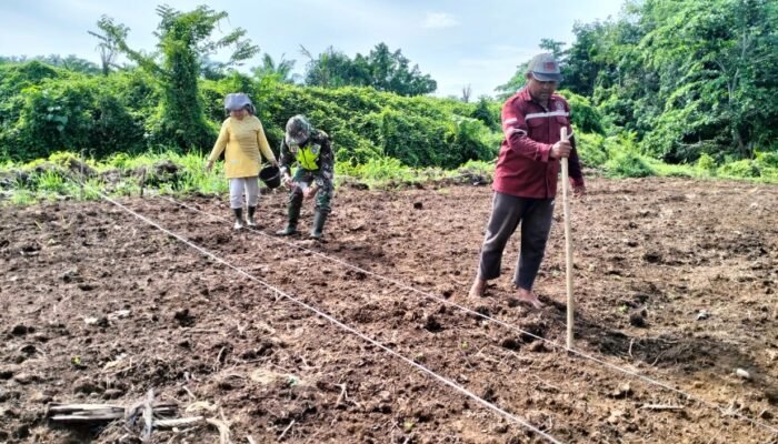 Babinsa Sulum Bantu Petani Tanam Jagung
