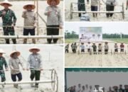 Tanam Perdana Pasca-Bencana, Aceh Tamiang Adopsi Teknologi Pertanian Modern PM-AAS