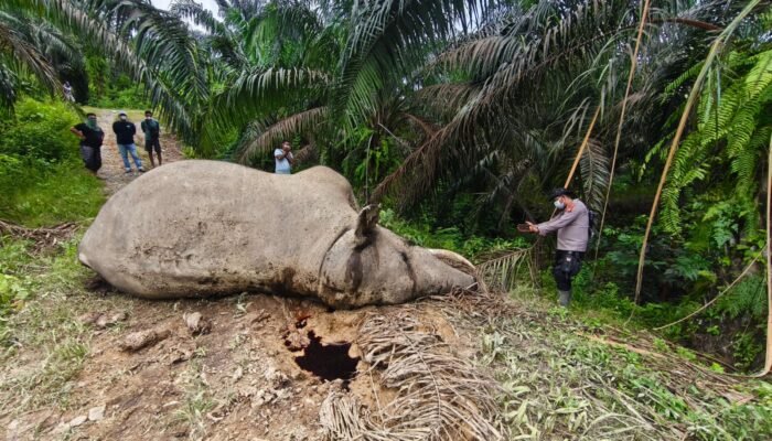 Gajah Liar Ditemukan Mati di Areal HGU PT MPLI, Polsek Tamiang Hulu Amankan Lokasi