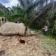 Gajah Liar Ditemukan Mati di Areal HGU PT MPLI, Polsek Tamiang Hulu Amankan Lokasi